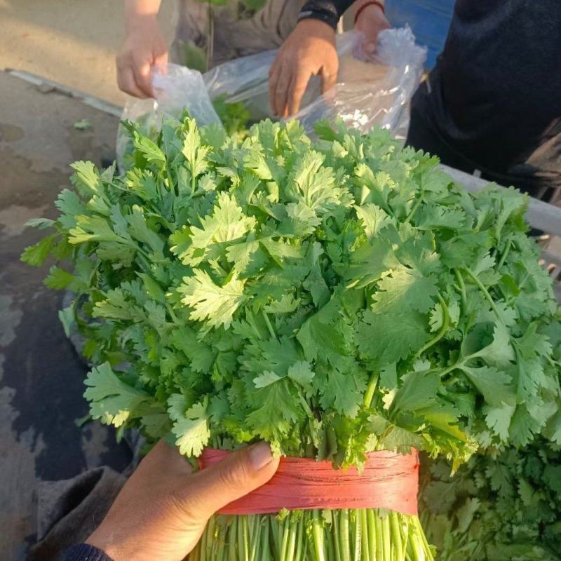 大叶香菜
