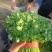 大叶香菜