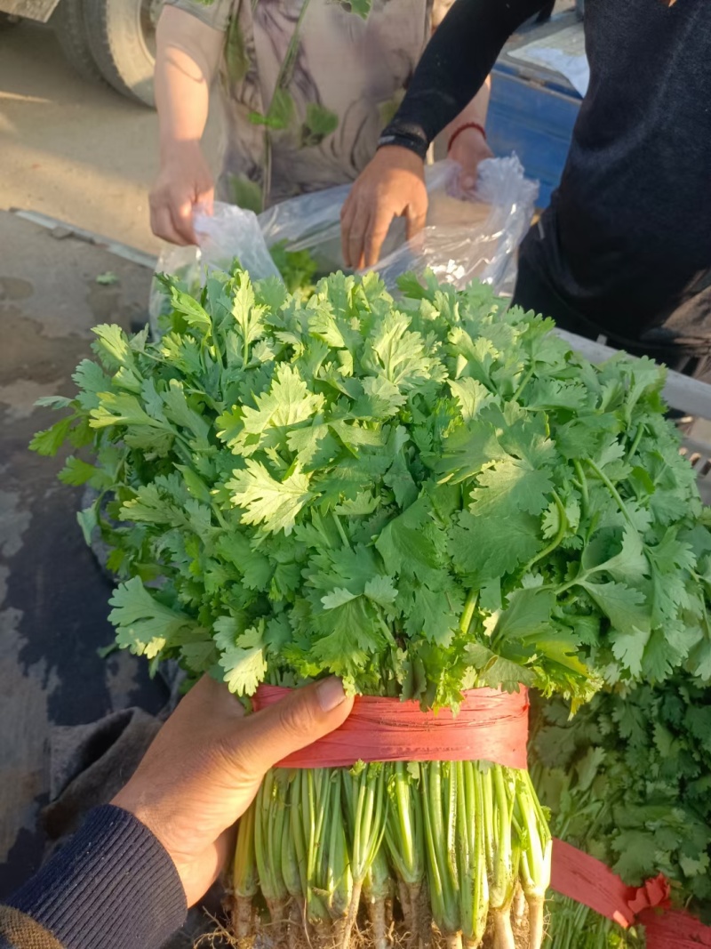 大叶香菜