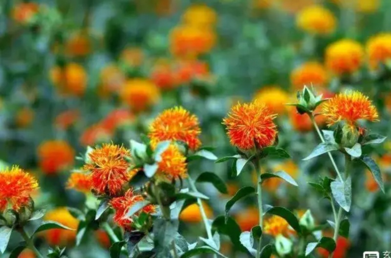 红花，地产红花，含量达标干净无杂，一手货源，质量保证