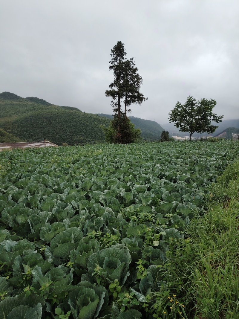 莲花白奥奇丽