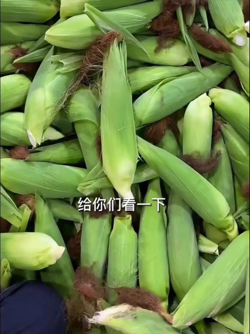 花糯彩糯玉米大量上市，对接市场商超，保质保量。