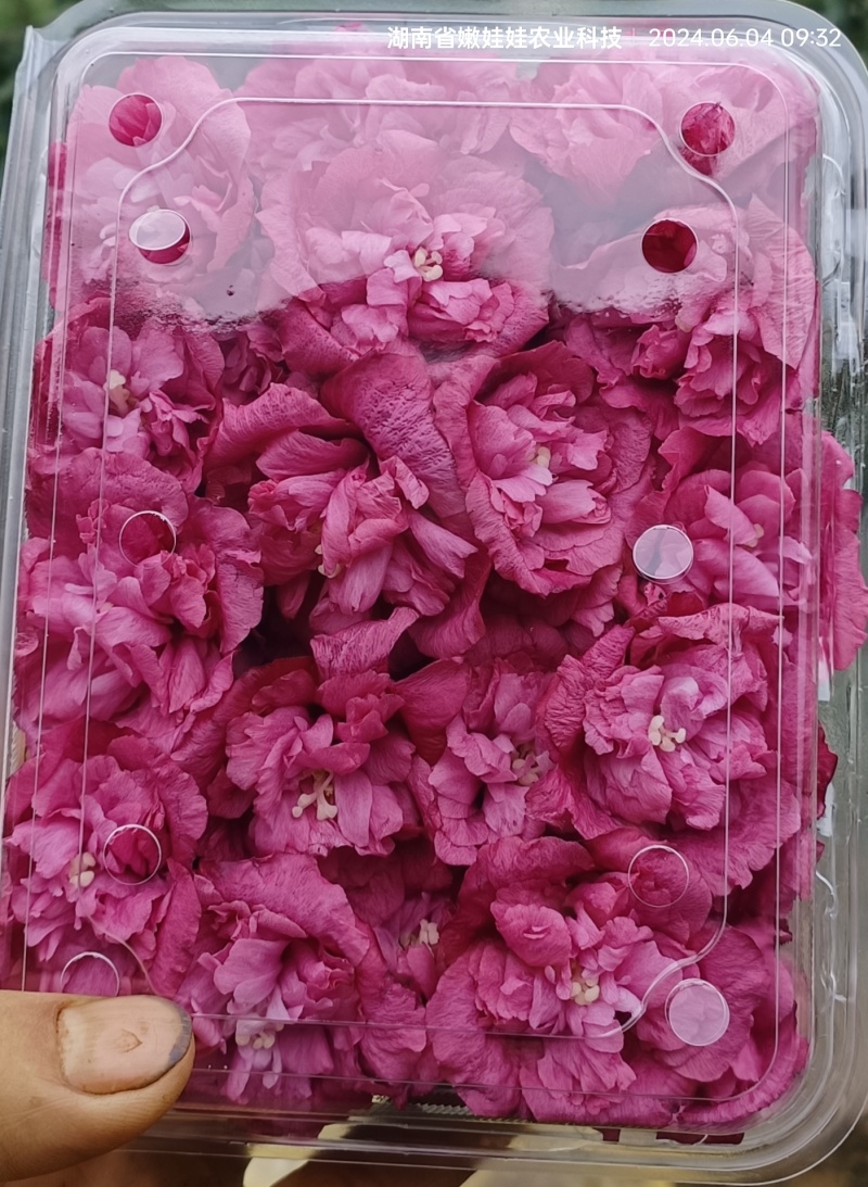 新鲜木槿花