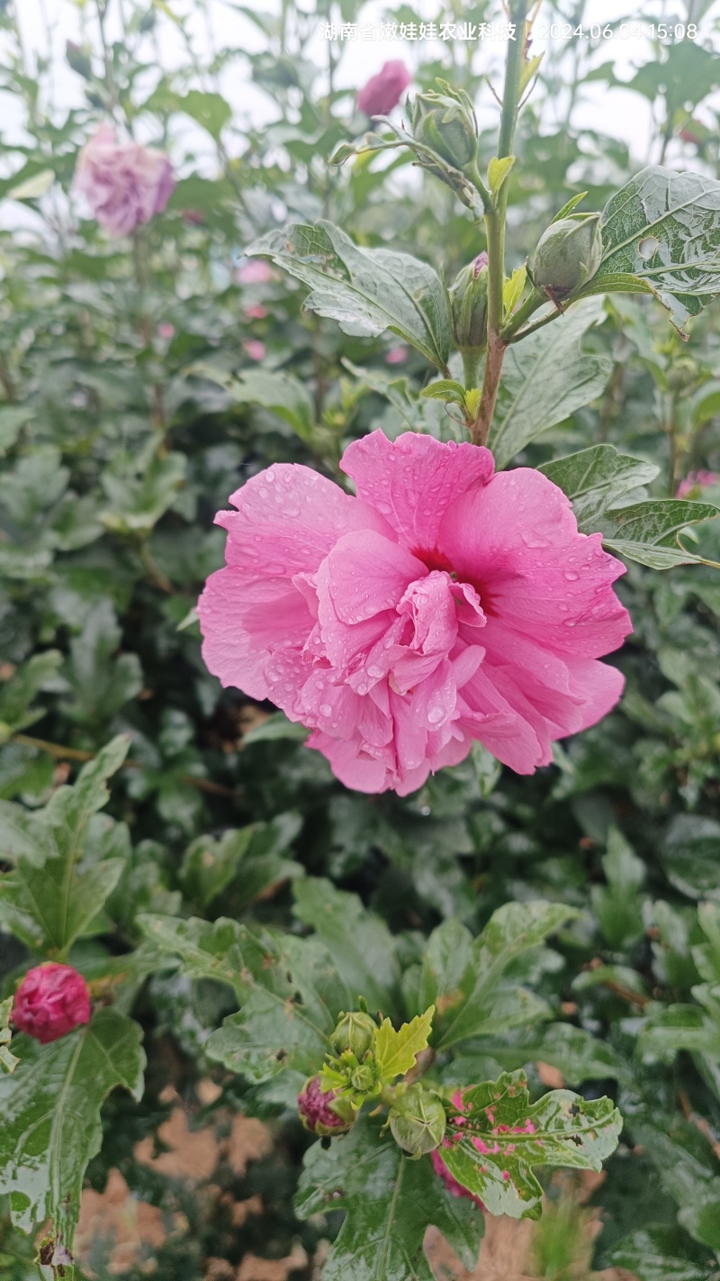 新鲜木槿花