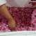 新鲜木槿花