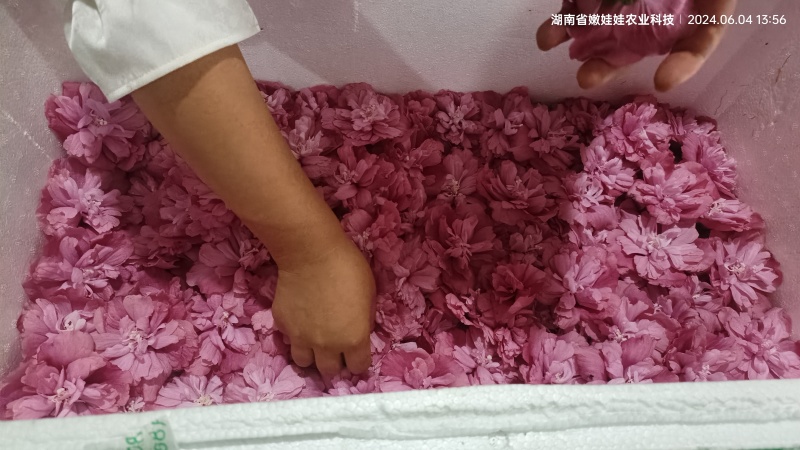 新鲜木槿花