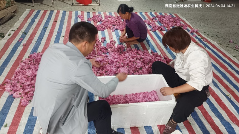 新鲜木槿花