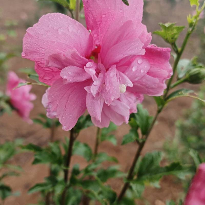 新鲜木槿花