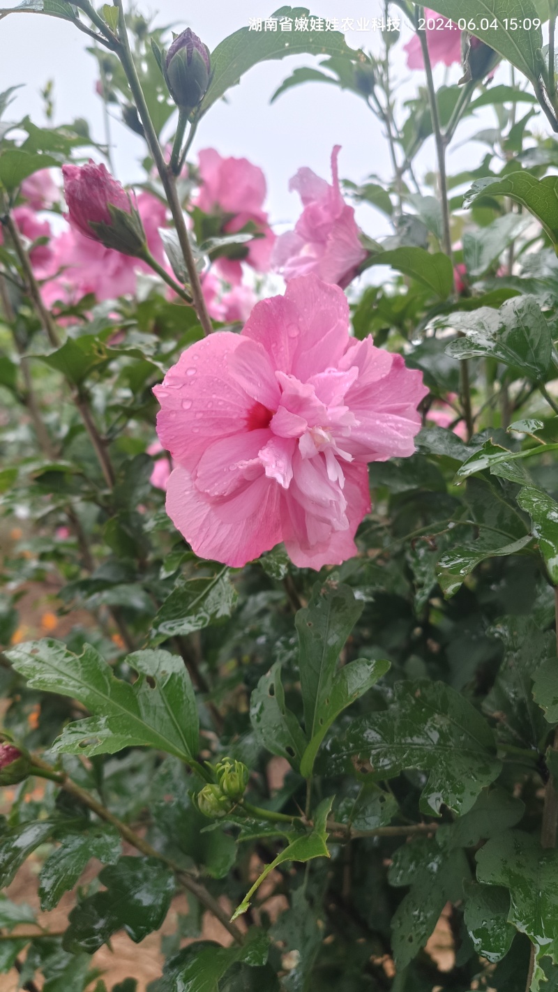 鲜食木槿花