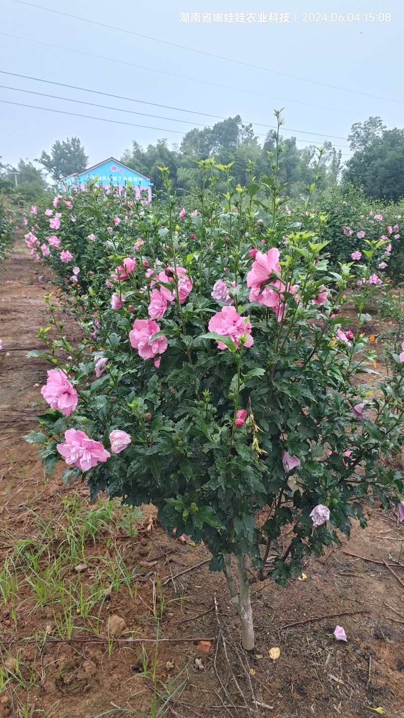 鲜食木槿花