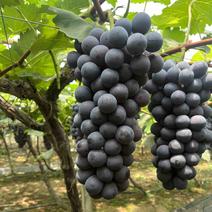 江苏新沂夏黑葡萄大量供应新鲜采摘量大从优基地直发