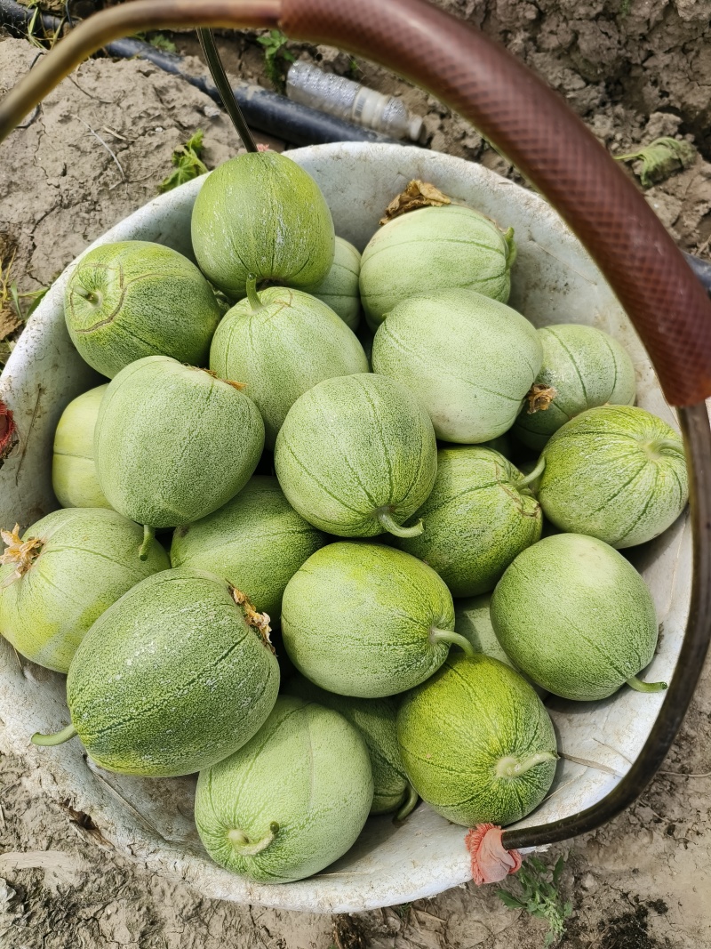 绿宝甜瓜