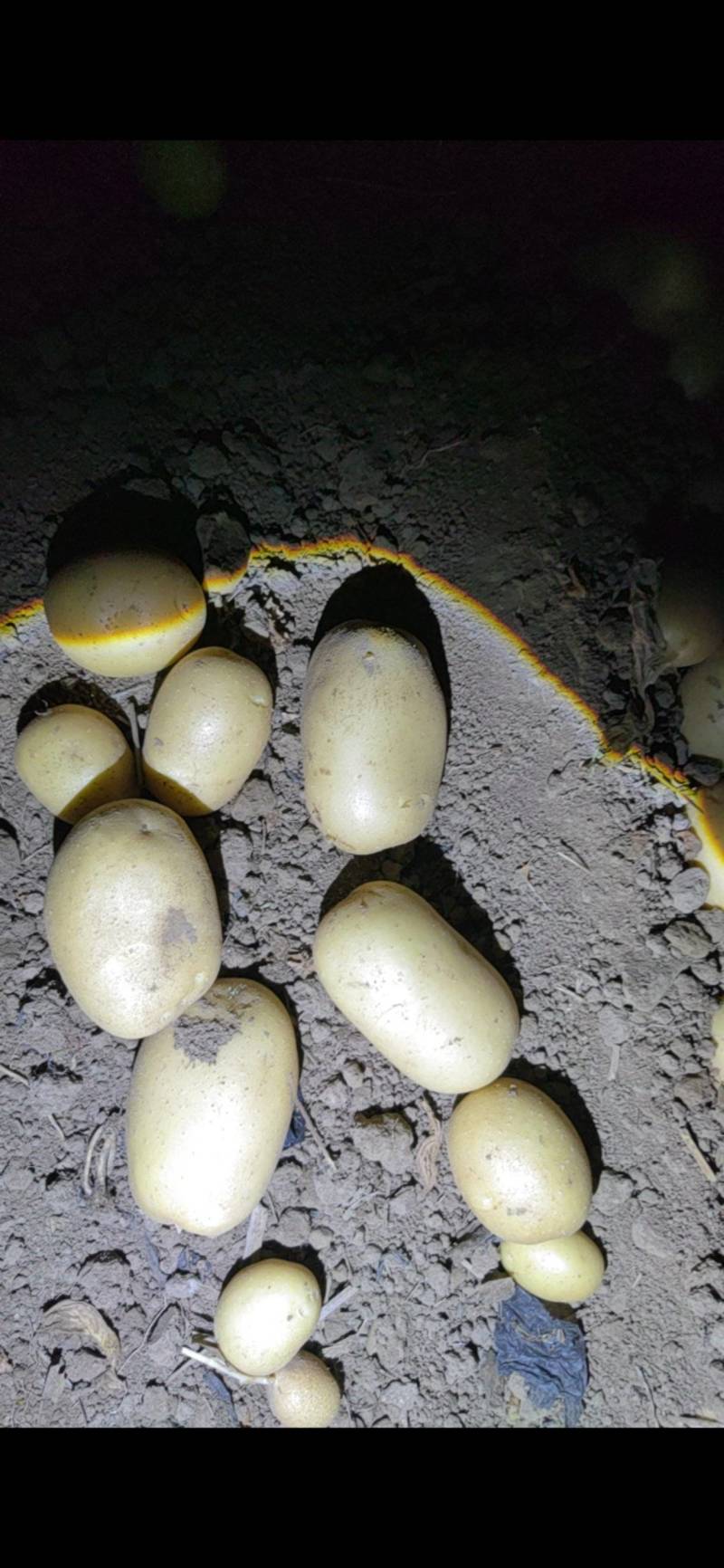 V7，滕州黄心土豆，四两通天，无伤残，，需要的联系我。
