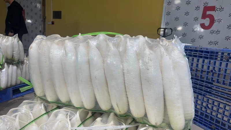 陕西定边白萝卜市场商超工厂规格多支持视频看货