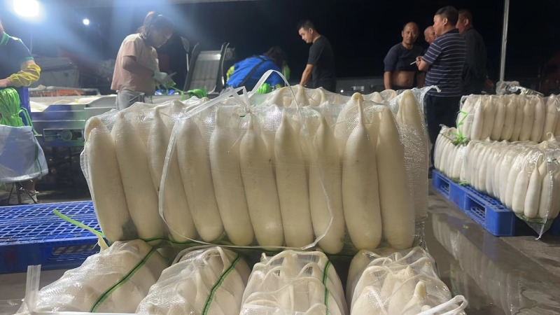 陕西定边白萝卜市场商超工厂规格多支持视频看货