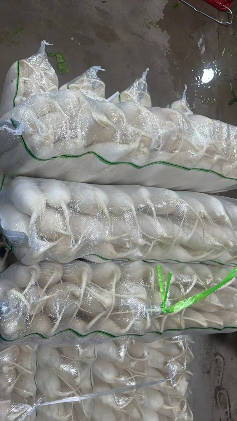 陕西定边白萝卜市场商超工厂规格多支持视频看货