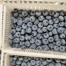 蓝莓鲜果供应链