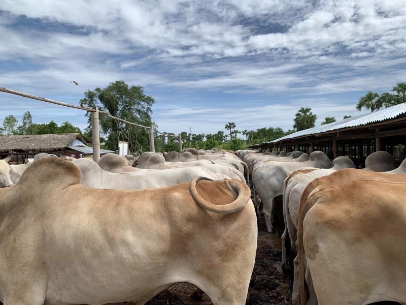 黄牛驼峰牛基地直发量大从优欢迎各位老板采购下单