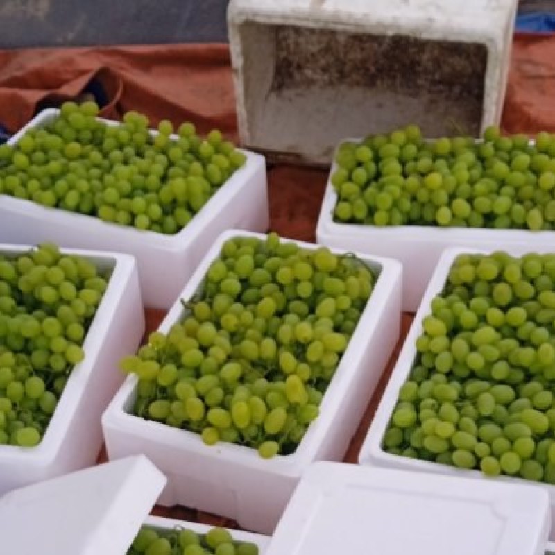 大棚葡萄维多利以大量上市