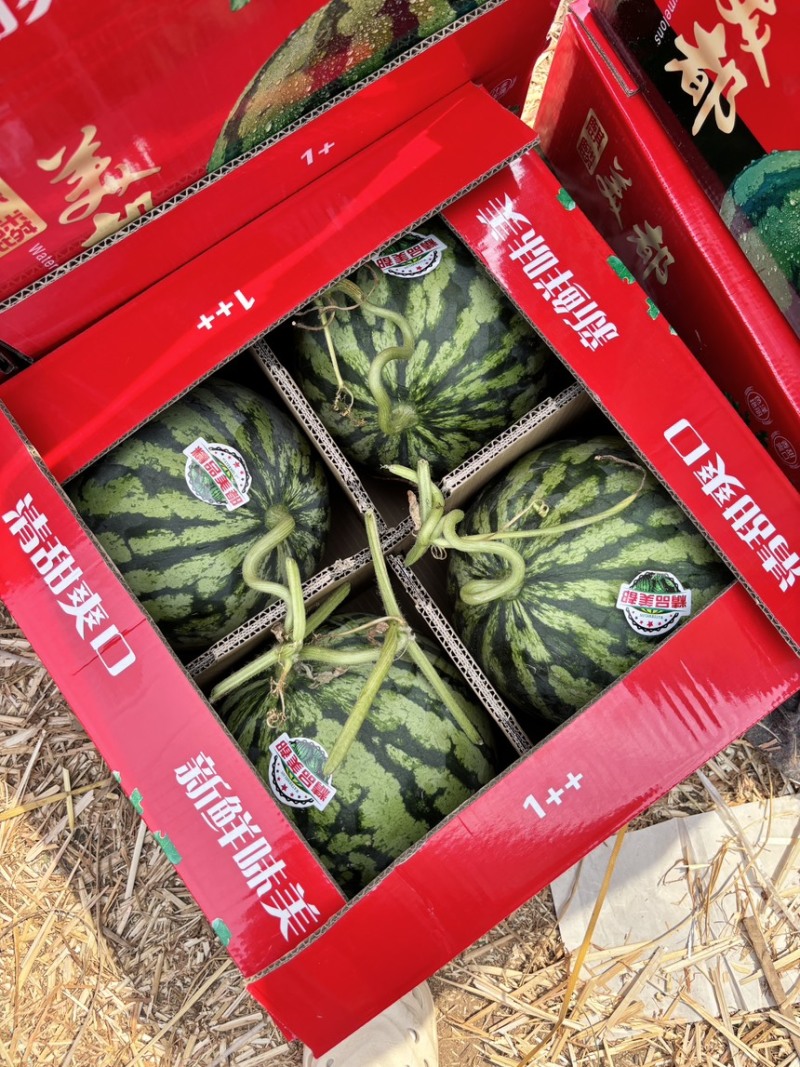 美都麒麟西瓜，产地一手货源，直接对接农户