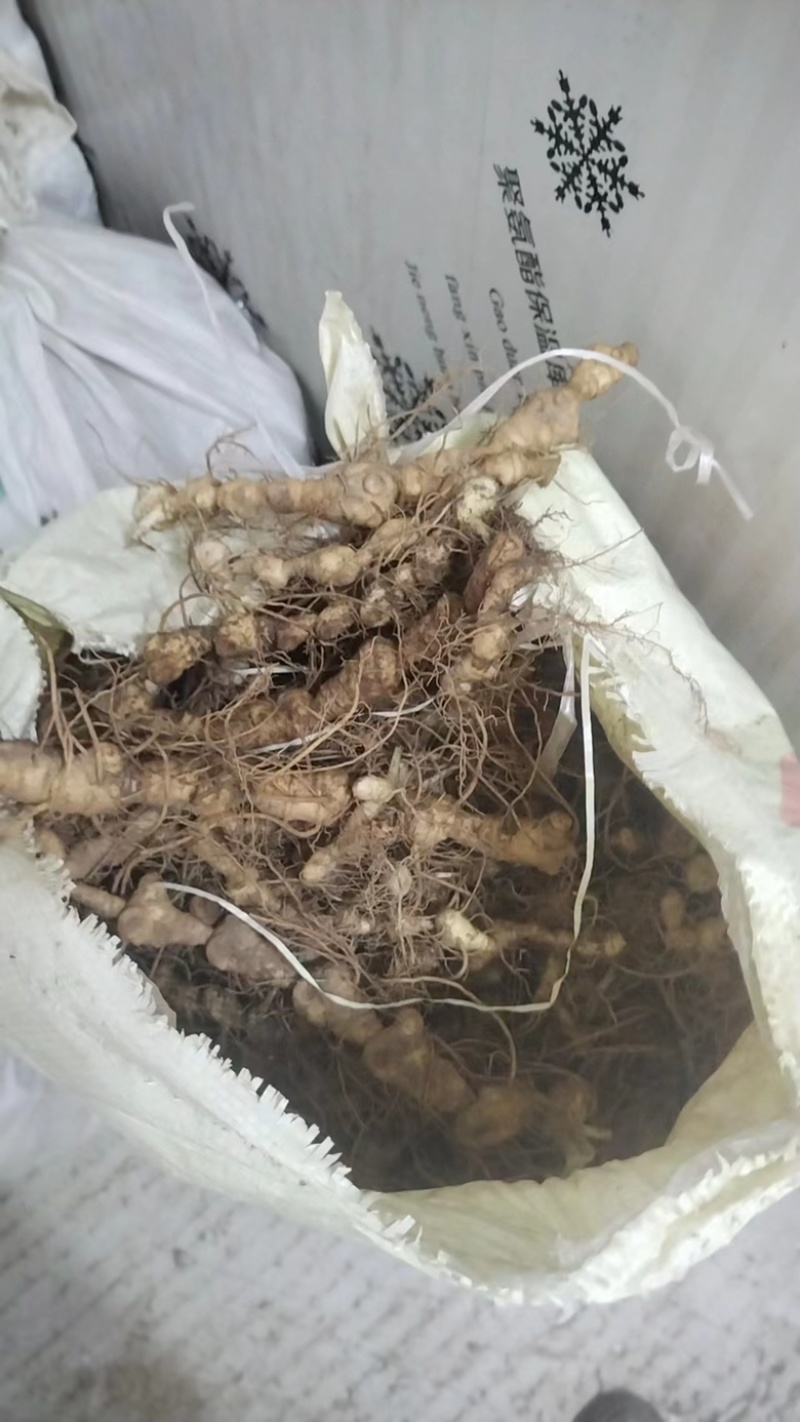 长条多节野生鲜黄精直条多节野生黄精姜形野生黄精野生
