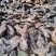 长条多节野生鲜黄精直条多节野生黄精姜形野生黄精野生