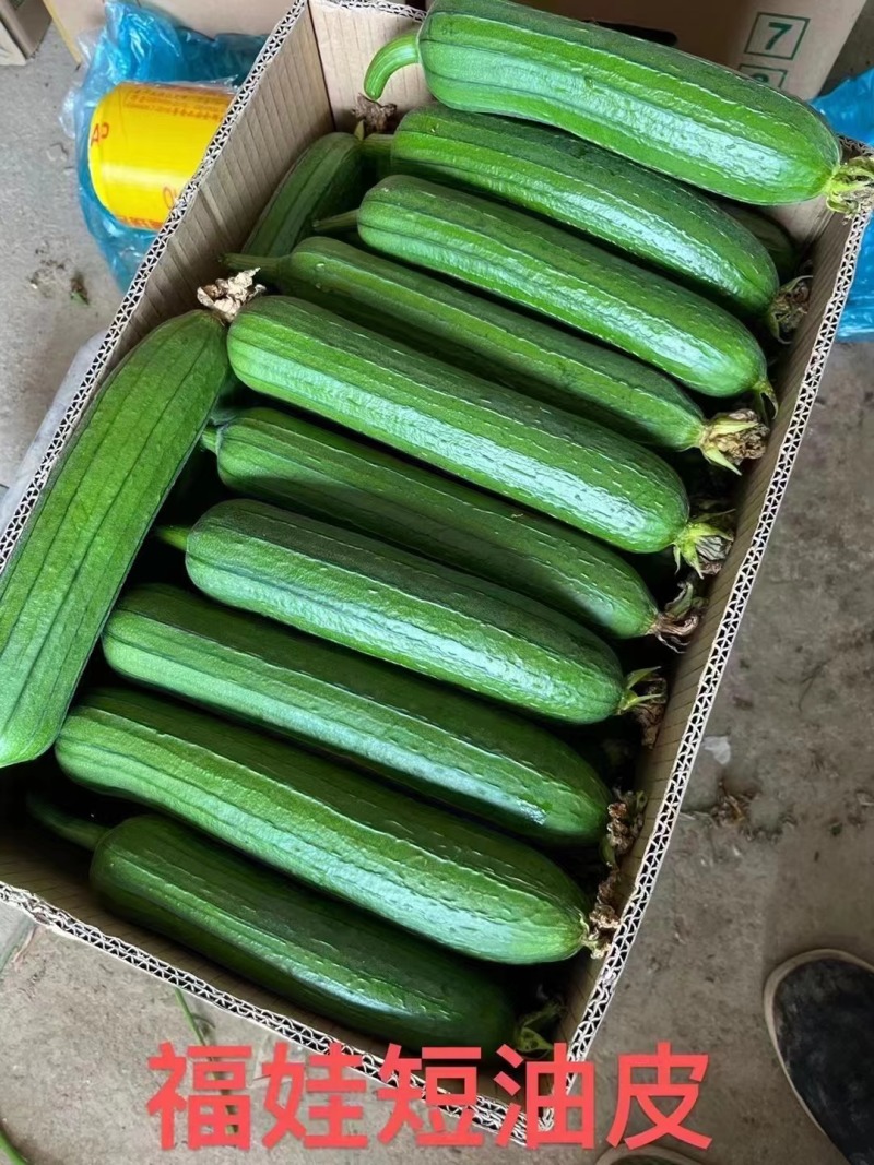丝瓜苗肉丝瓜苗耐热耐寒做果强早熟品种优产量高