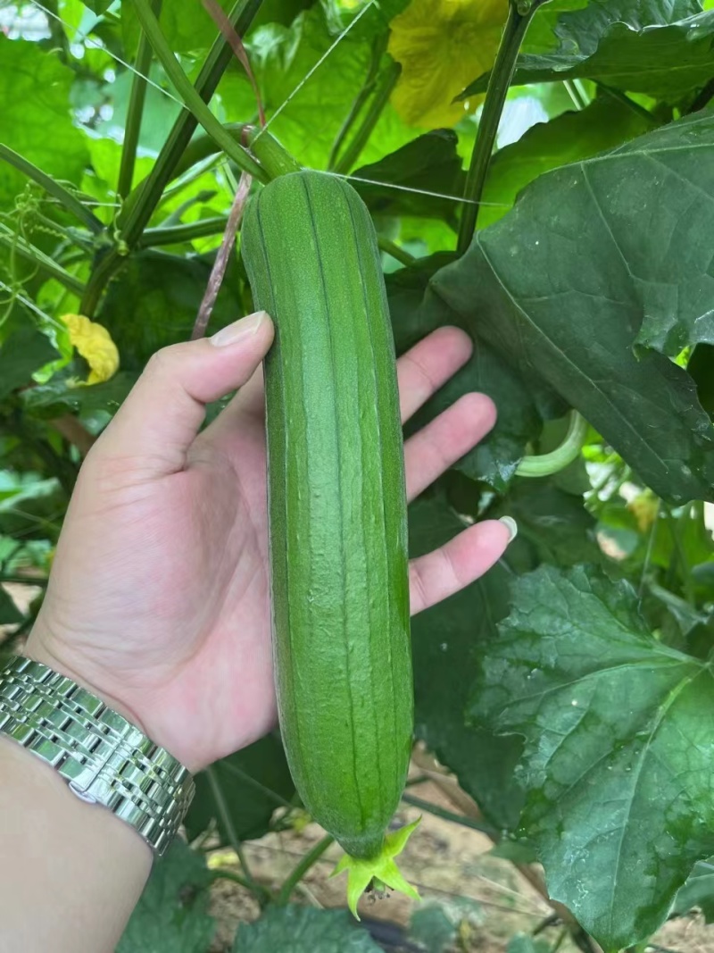 丝瓜苗肉丝瓜苗耐热耐寒做果强早熟品种优产量高