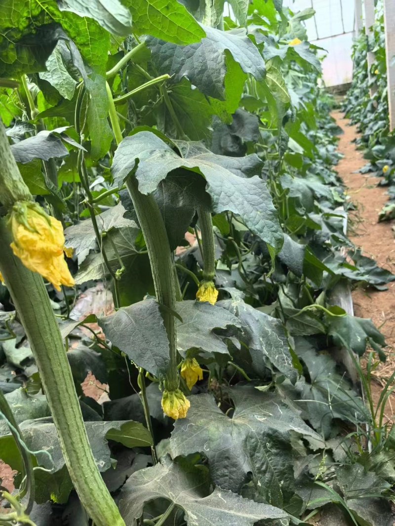 丝瓜苗肉丝瓜苗耐热耐寒做果强早熟品种优产量高