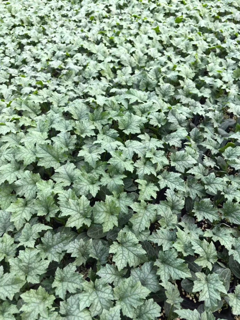 丝瓜苗肉丝瓜苗耐热耐寒做果强早熟品种优产量高