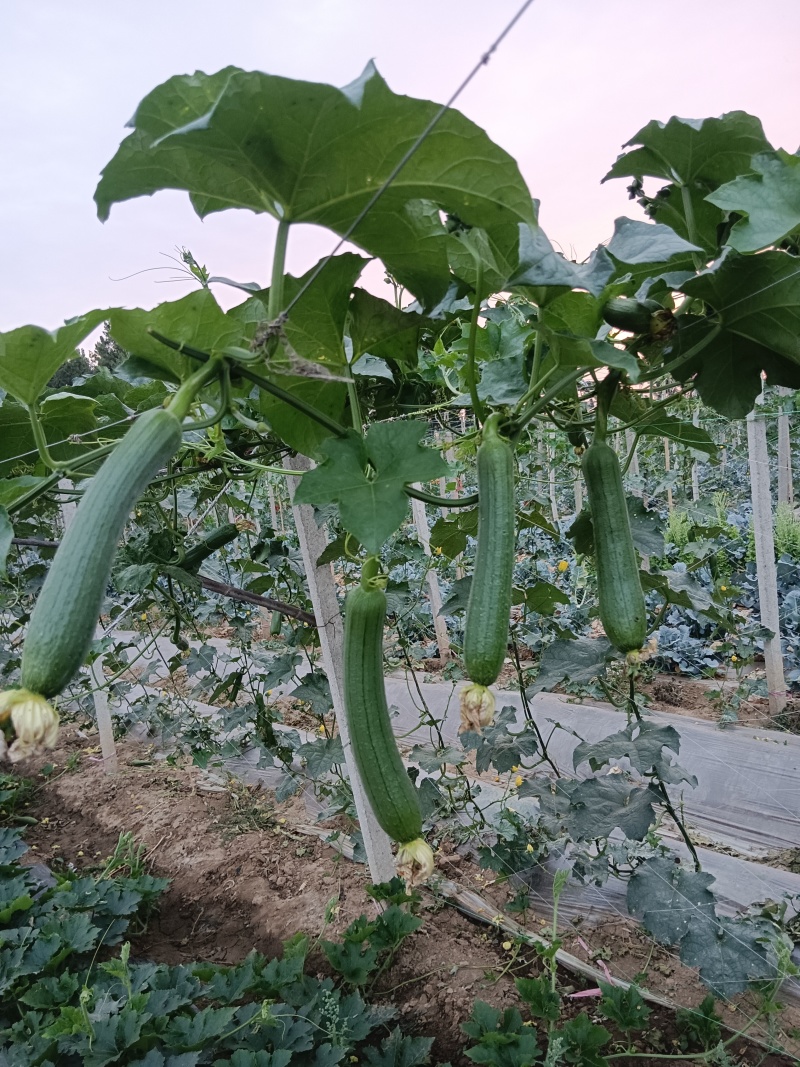 香酥油皮丝瓜