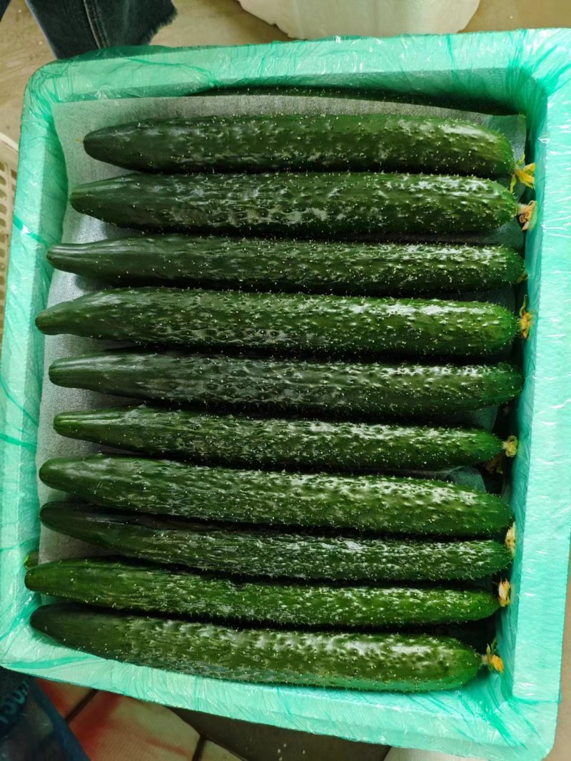 黄瓜干花带刺25公分以上