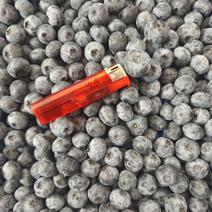 露天大蓝莓上市，品种齐全，产地直发
