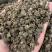 猫爪草产区直销