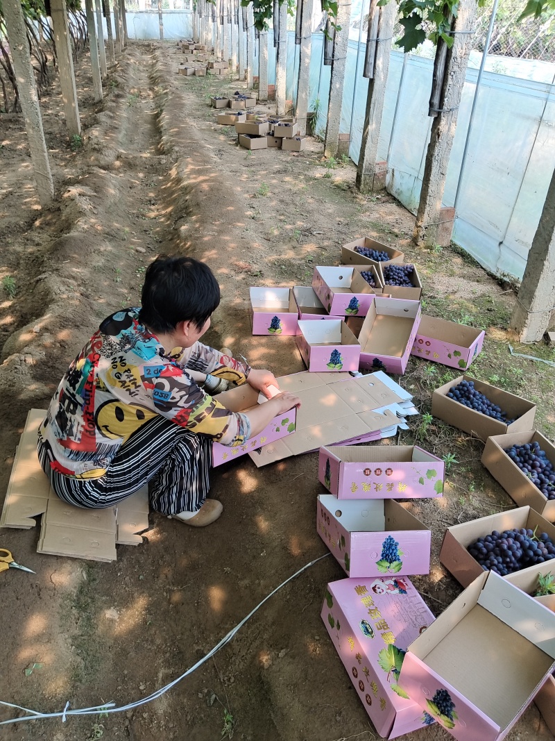 昌黎产地无籽玫瑰香葡萄优质团购电商货