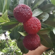 新鲜杨梅，口感酸甜，健康美味！