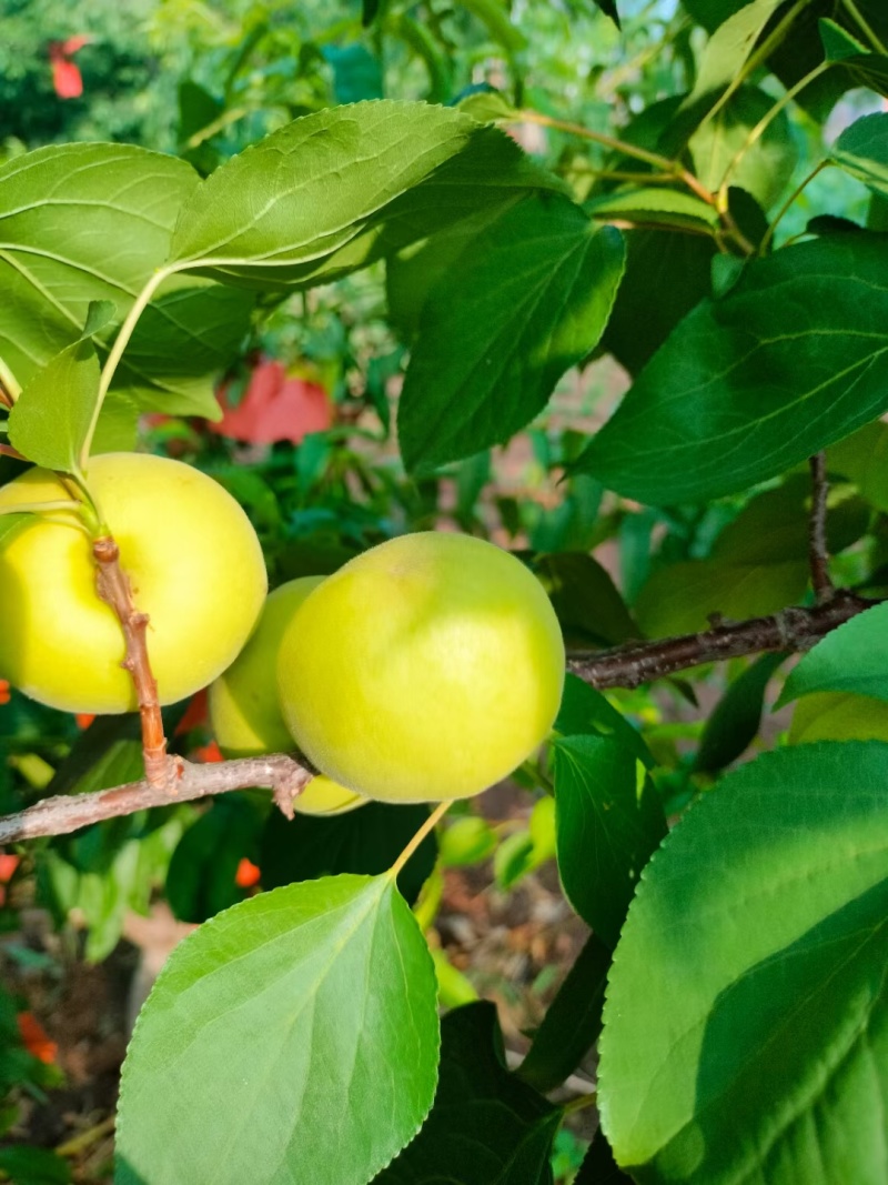香白杏