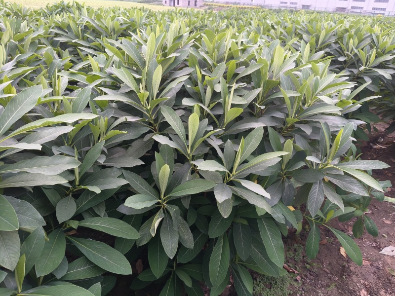 结香球冠幅:1.2m、1.5m，量大，价优，欢迎订购。