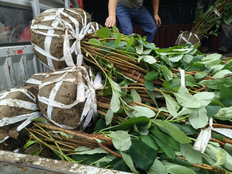 结香球冠幅:1.2m、1.5m，量大，价优，欢迎订购。