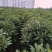 结香球冠幅:1.2m、1.5m，量大，价优，欢迎订购。