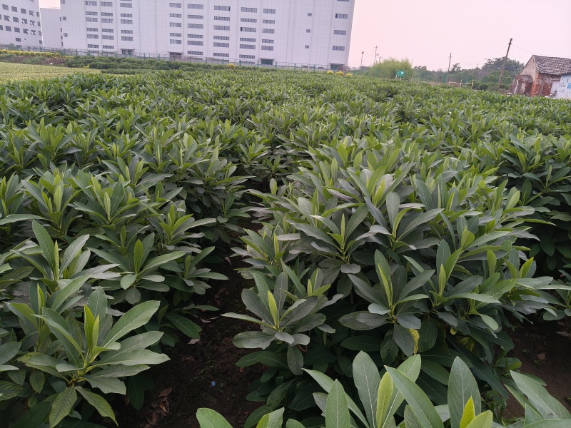 结香球冠幅:1.2m、1.5m，量大，价优，欢迎订购。