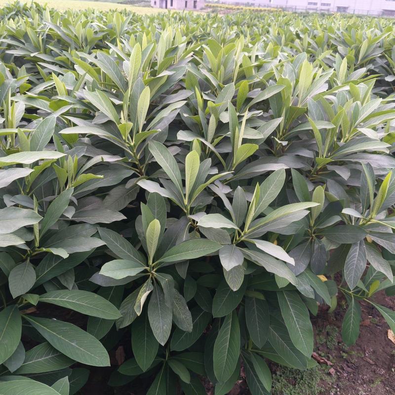 结香球冠幅:1.2m、1.5m，量大，价优，欢迎订购。