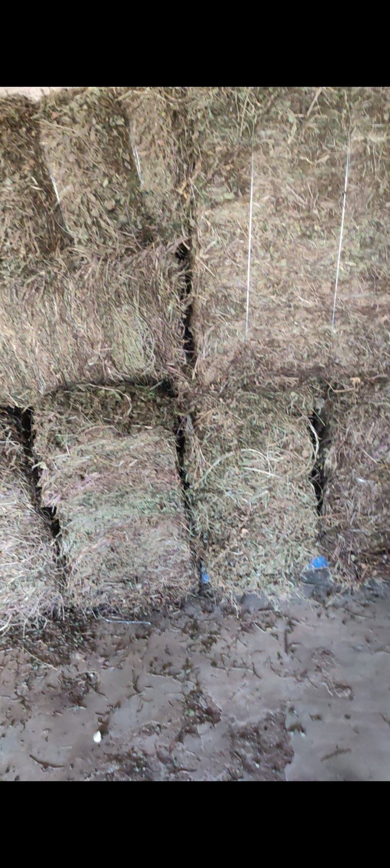 连钱草，活血丹，连钱薄荷，肺风草大别山产地中药材