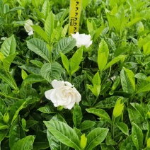 栀子花苗