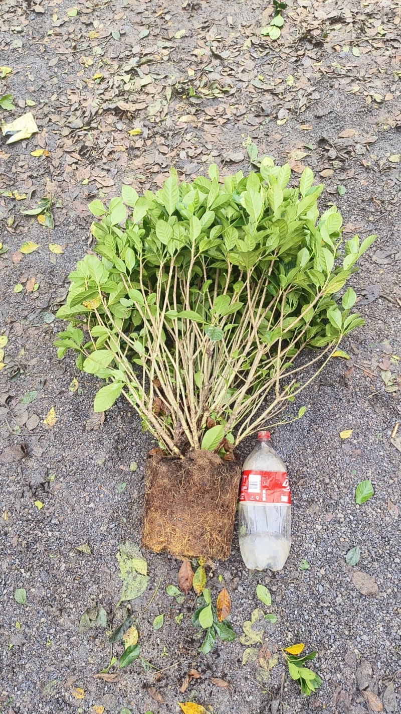 栀子花苗