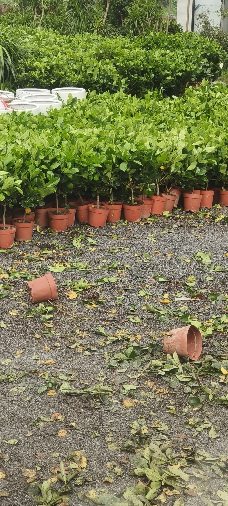 栀子花苗