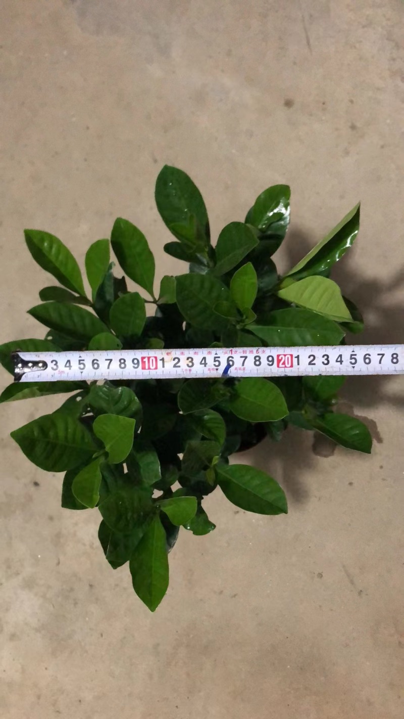 栀子花苗