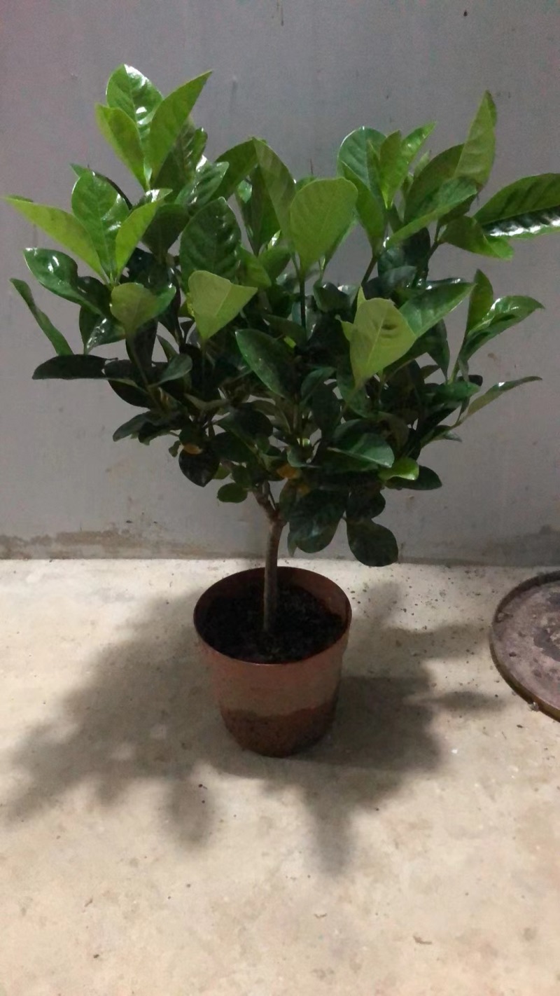 栀子花苗