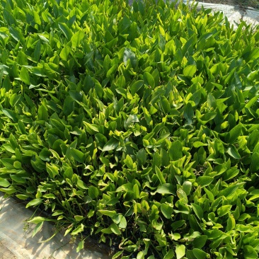 泽泻，水生植物，水体绿化，浮岛，伟荣花卉苗木