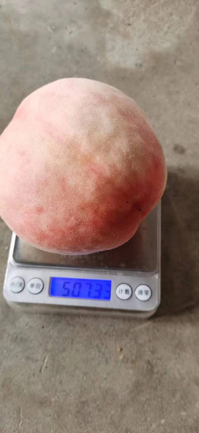 中桃12号，4两起，百分之八十以上都是7两到1斤左右的果
